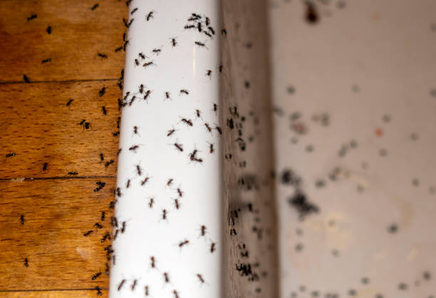 Best Local Pest Control Services  in Belvedere Park, GA