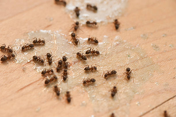 Best Mosquito Control Services  in Belvedere Park, GA